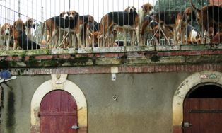 Dogs wait on top of kennels.jpg